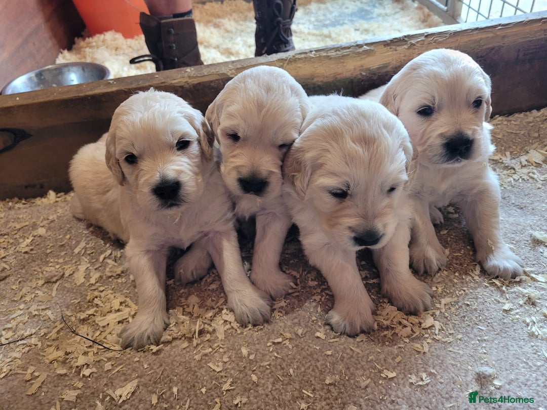 Golden Retriever dogs for sale: Golden retriever puppies  - Image 12