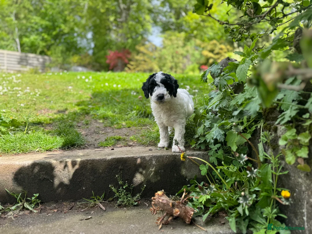 Sproodle dogs for sale: Sproodles – Multigen Puppies in Peterculter - Advert 1