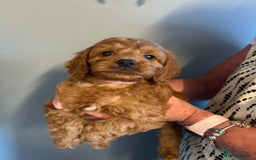 Cockapoo dogs for sale: Red F1 toy cockapoo puppies - Image 10