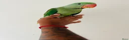 Parrots birds for sale: Hand Reared Alexandrine for sale  - Advert 3