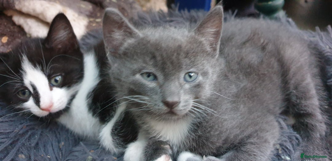 Mixed Breed cats for sale: Mixed part Bengal kittens - Image 3
