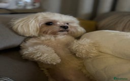 Maltese dogs for stud: Rocky Tiny Maltese for stud in Coventry - Image 1