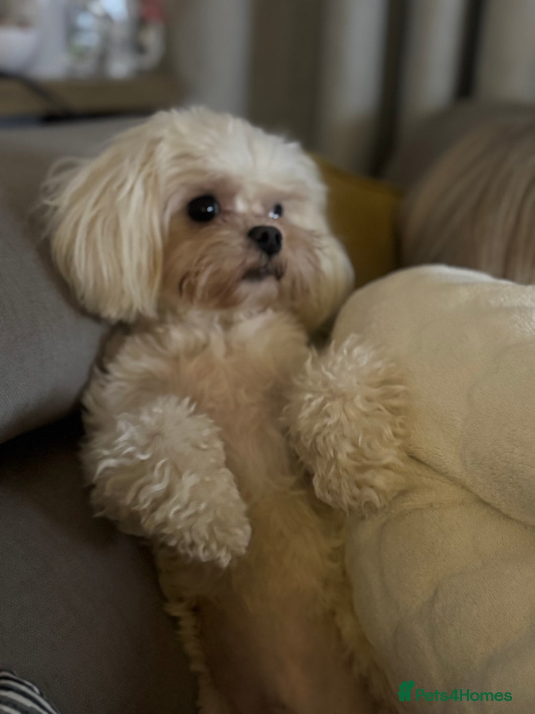Maltese dogs for stud: Rocky Tiny Maltese for stud in Coventry - Image 1