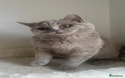British Shorthair cats for sale: GCCF Registered Lilac British Shorthair Boy - Image 15