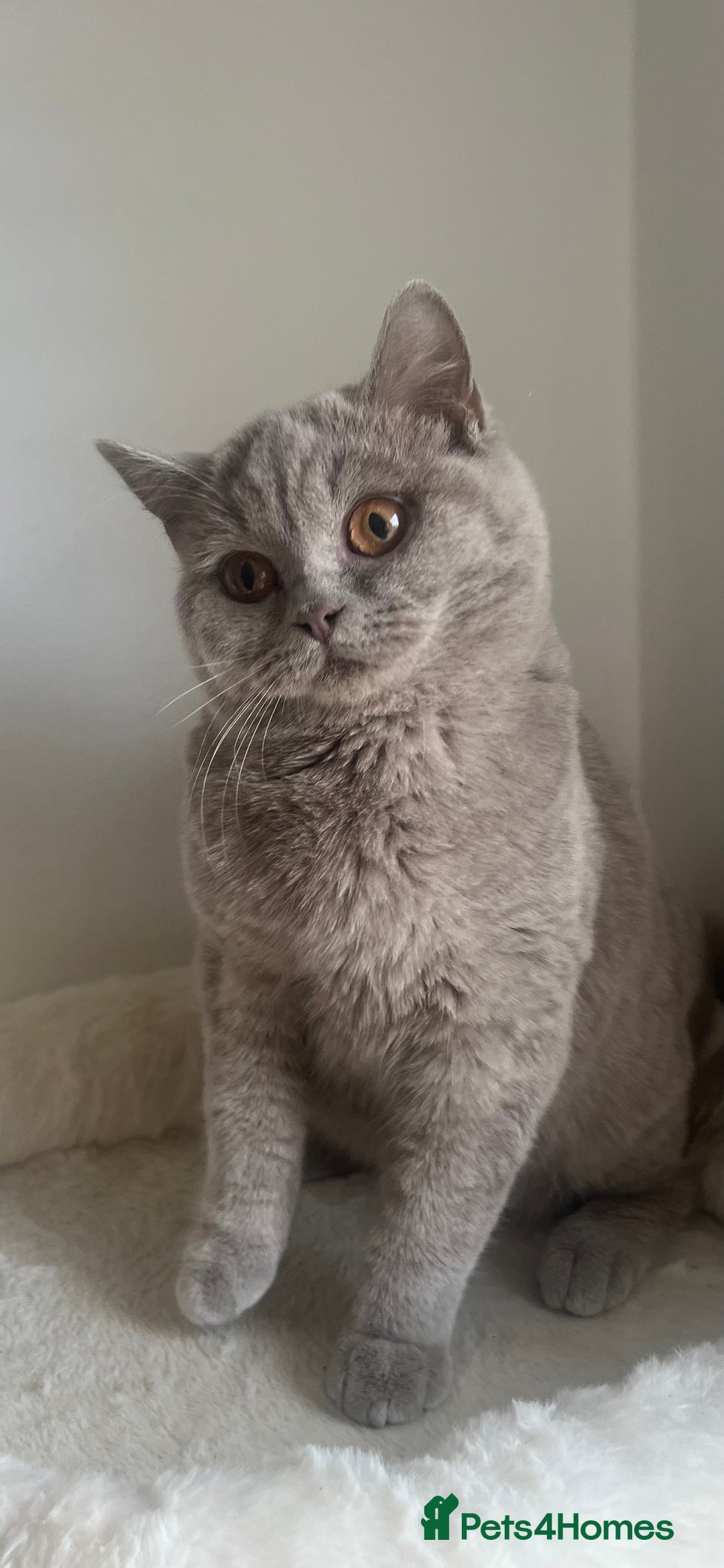 British Shorthair cats for sale: GCCF Registered Lilac British Shorthair Boy - Image 15