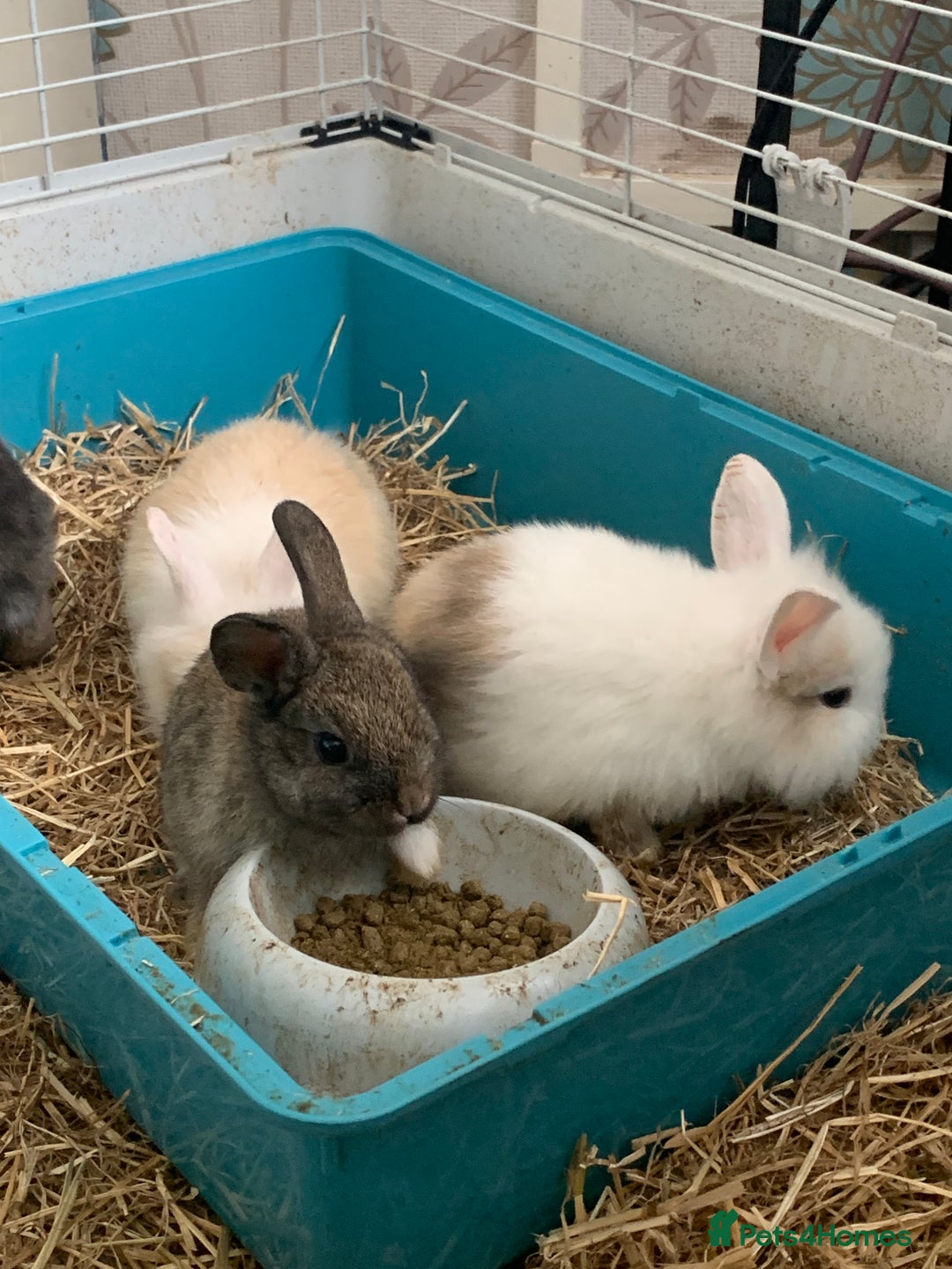 Lionhead rabbits for sale: 4 baby bunnys for sale - Image 9