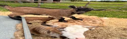 Goats livestock for sale: Pygmy goats  - Advert 11
