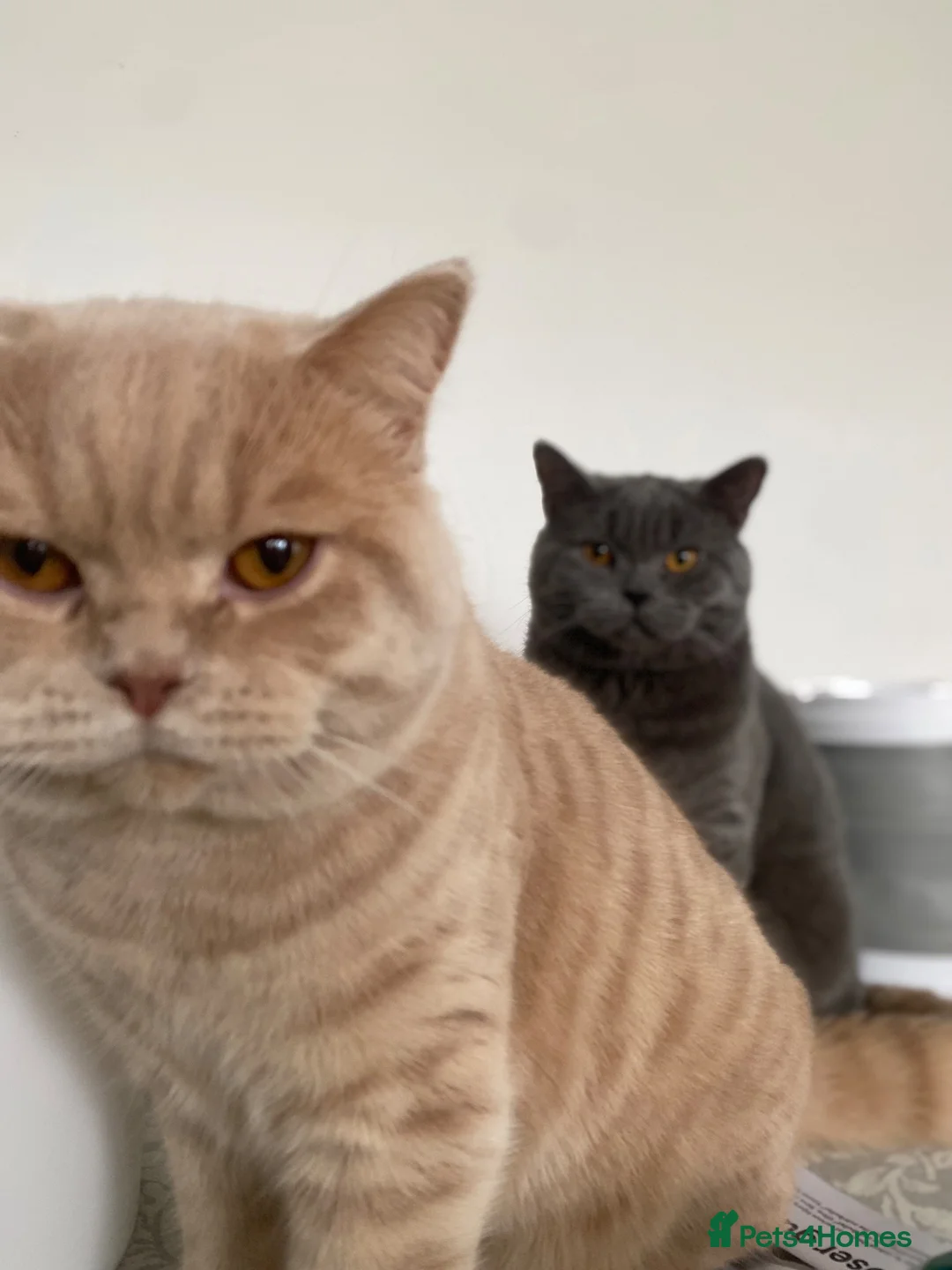 Mixed Breed cats for sale: Beautiful Ragdoll X GCCF British Shorthair Kittens - Advert 2