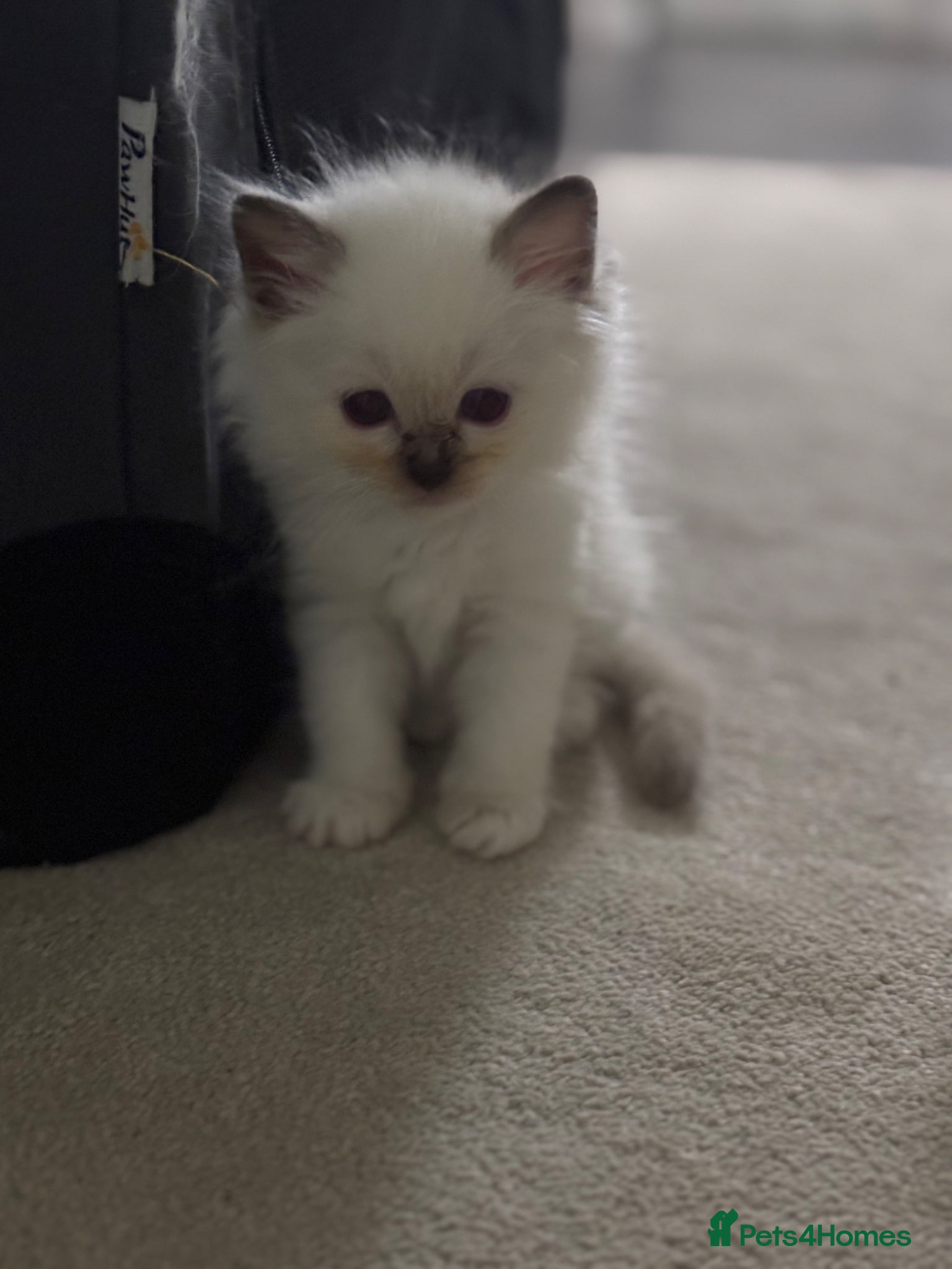 Ragdoll cats Stunning gccf lilac colourpoint boy available  - Advert 3