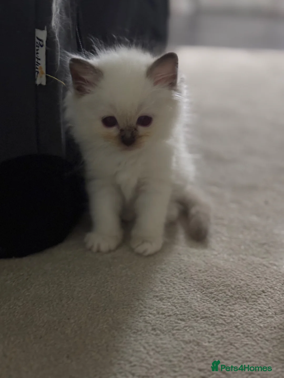 Ragdoll cats for sale: Stunning gccf lilac colourpoint boy available  - Advert 1
