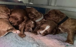 Cavapoo dogs for sale: Cavapoo puppies fully health tested parents - Image 17