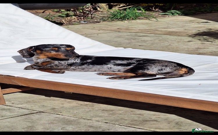 Miniature Dachshund dogs - Advert 1