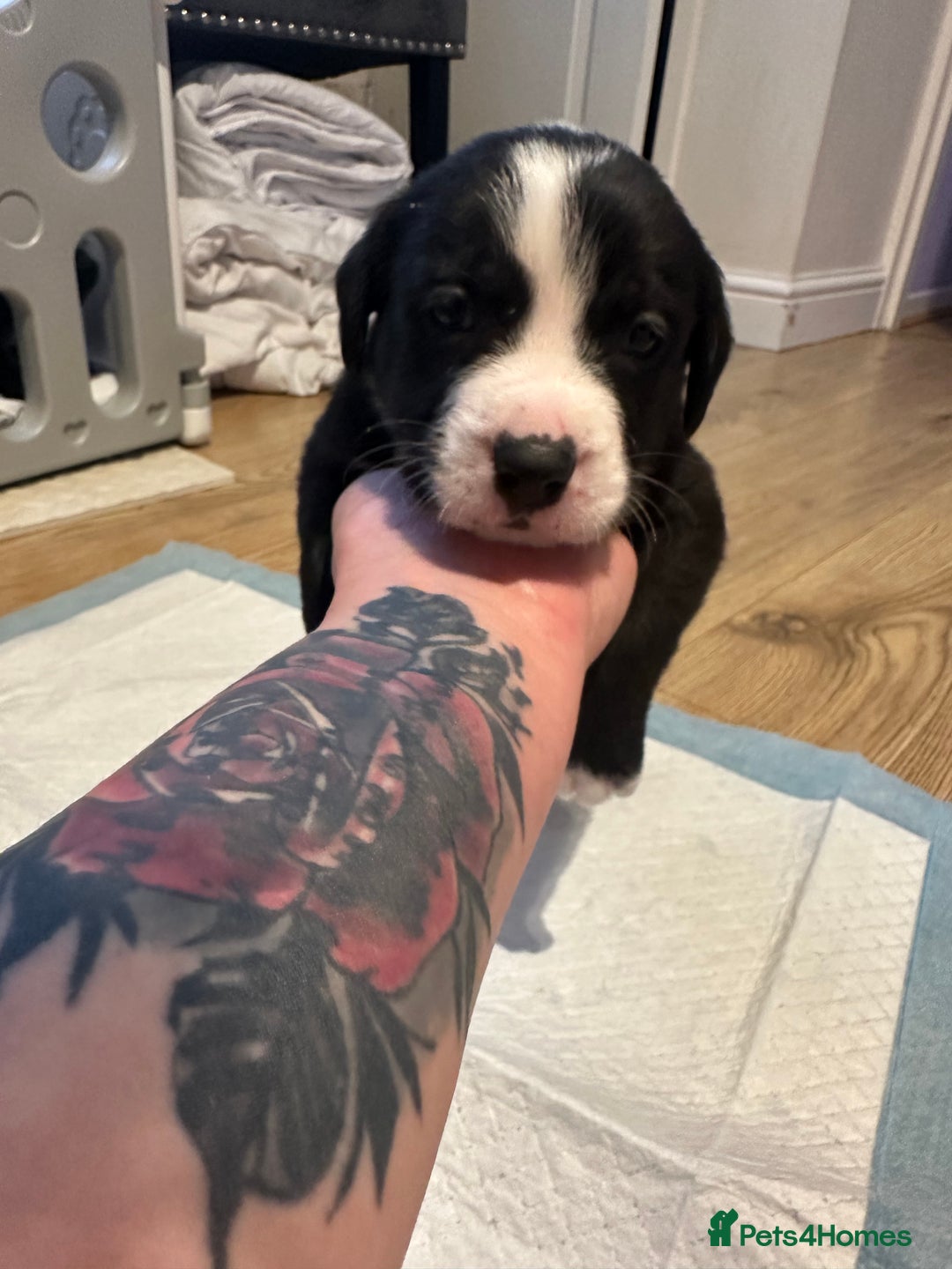 Mixed Breed dogs for sale: Lab- Cane Corso Puppies Looking for Loving Homes - Advert 27