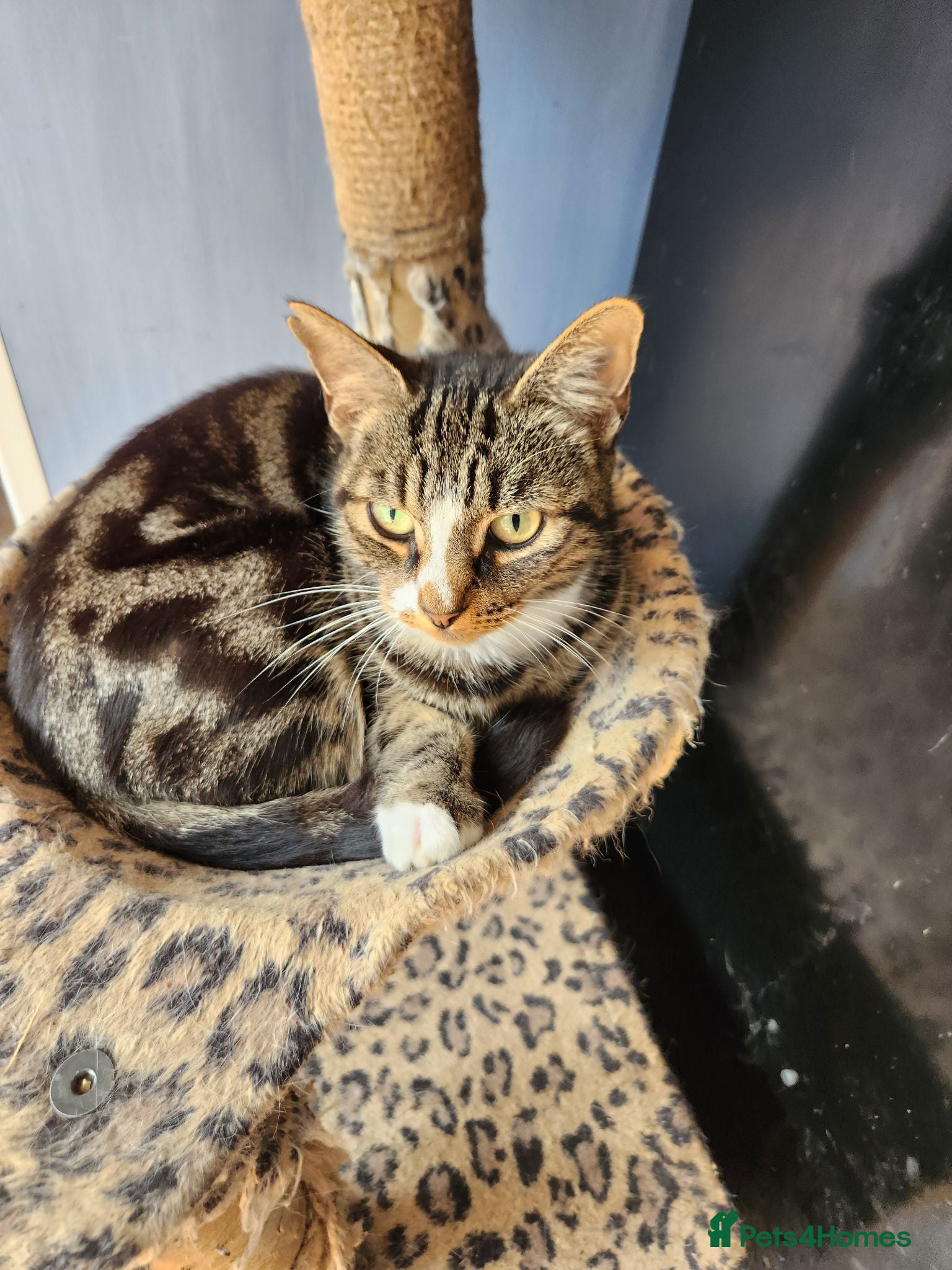Mixed Breed cats Beautiful Fluffy Kittens - Advert 10