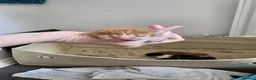 Domestic Shorthair cats for sale: 5 beautiful kittens - Advert 24