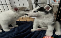 Siberian Husky dogs for sale: Husky Puppies  - Image 3