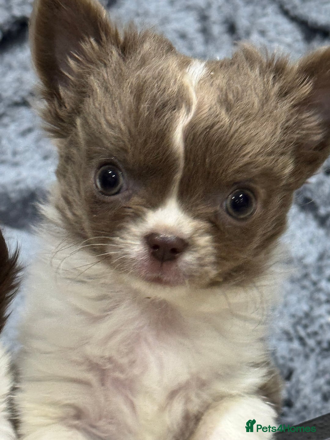 Chihuahua dogs for sale: Tiny long haired chihuahua boy for sale . 💙 - Image 3