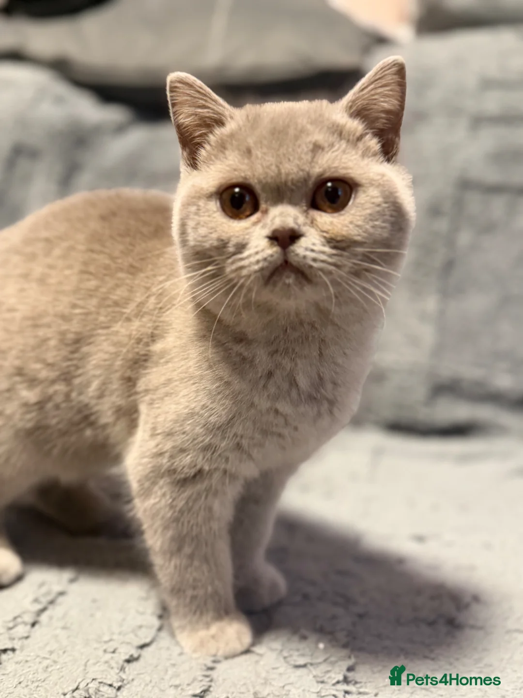 British Shorthair cats for sale: Lilac female BSH  - Advert 1