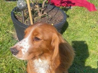 Cocker Spaniel dogs - Advert 26