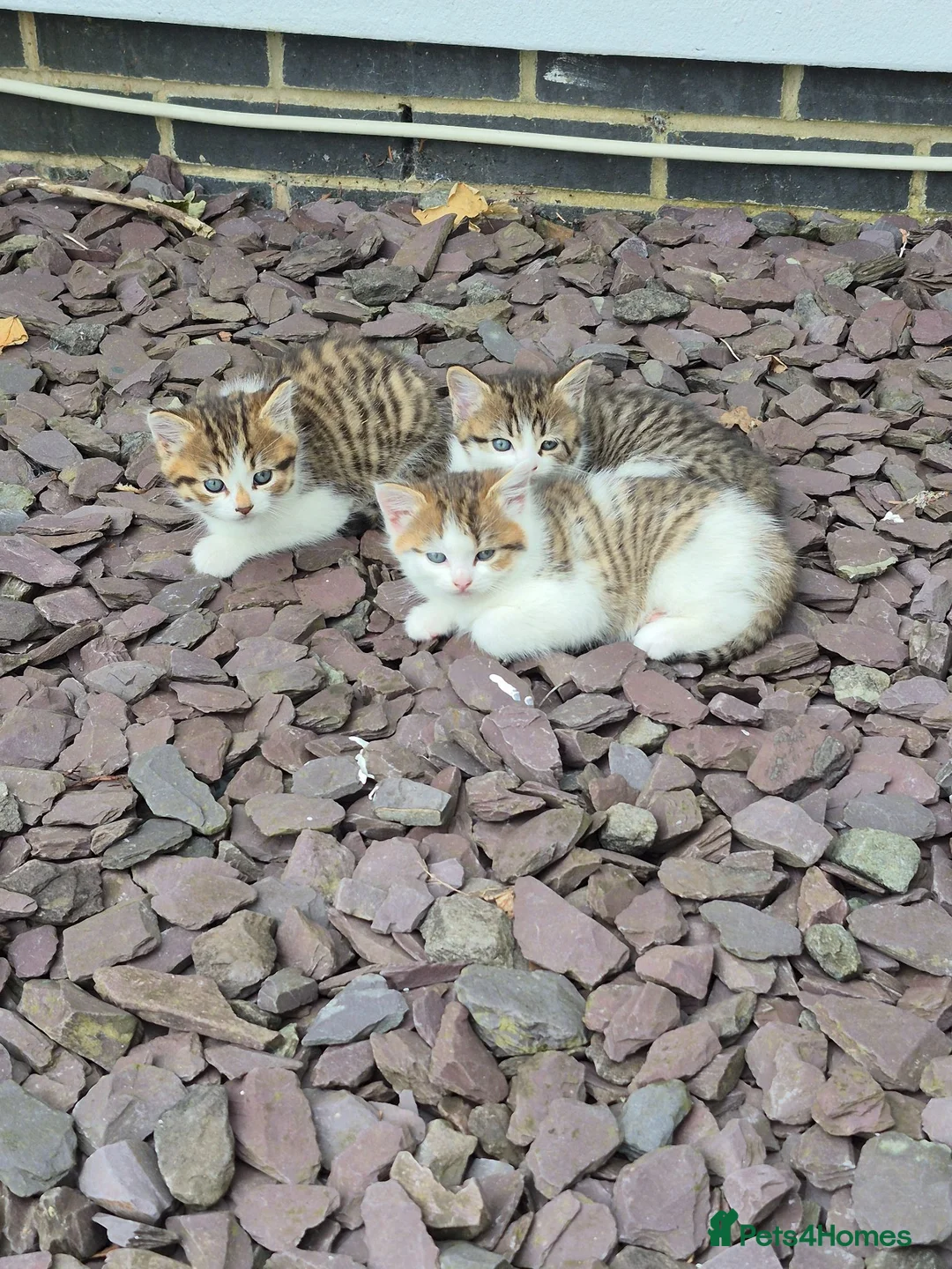 Mixed Breed cats for sale: 2 lively kittens for sale in Ilkeston - Advert 2