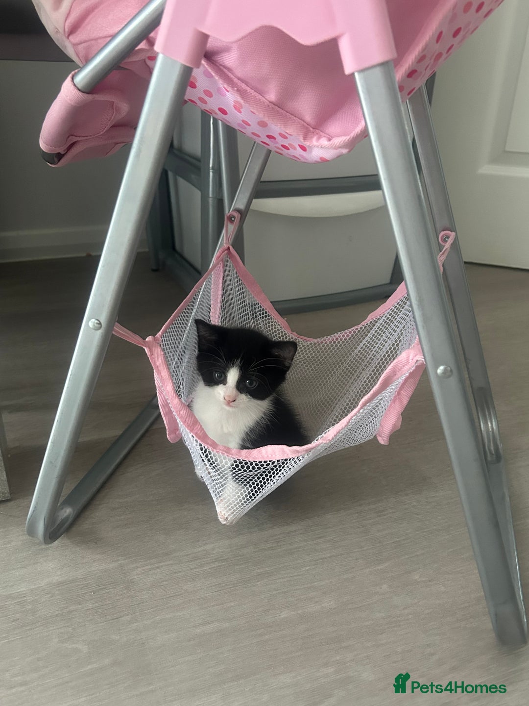 British Longhair cats for sale: Sweet natured,beautiful kitten&seresto fleaCollar  - Image 12
