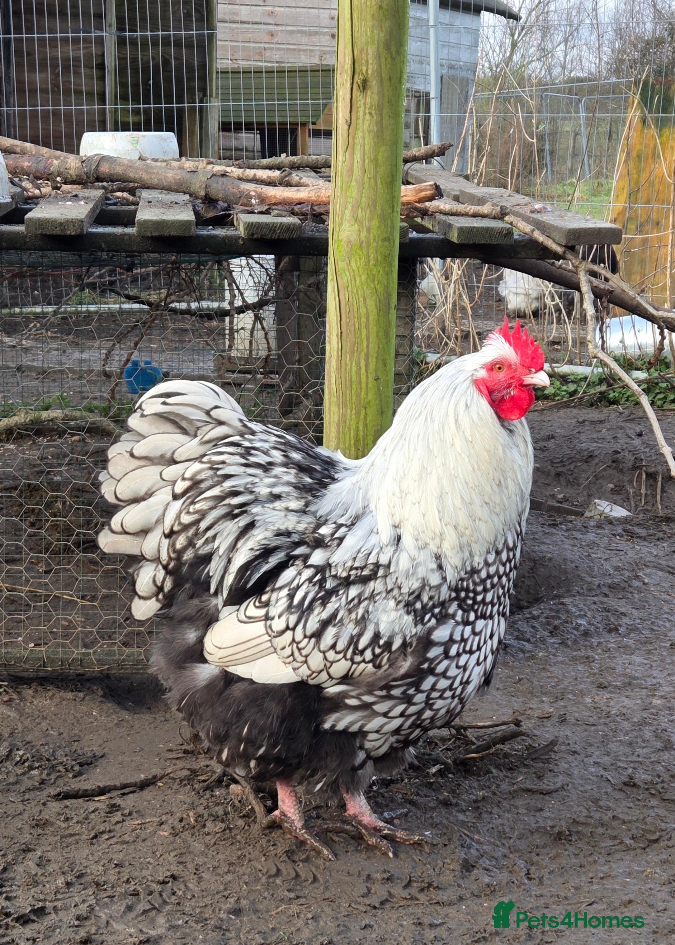 Chickens poultry Roosters for sale-East Ipswich in Ipswich  - Advert 3