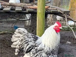 Chickens poultry Roosters for sale-East Ipswich in Ipswich - Advert 3