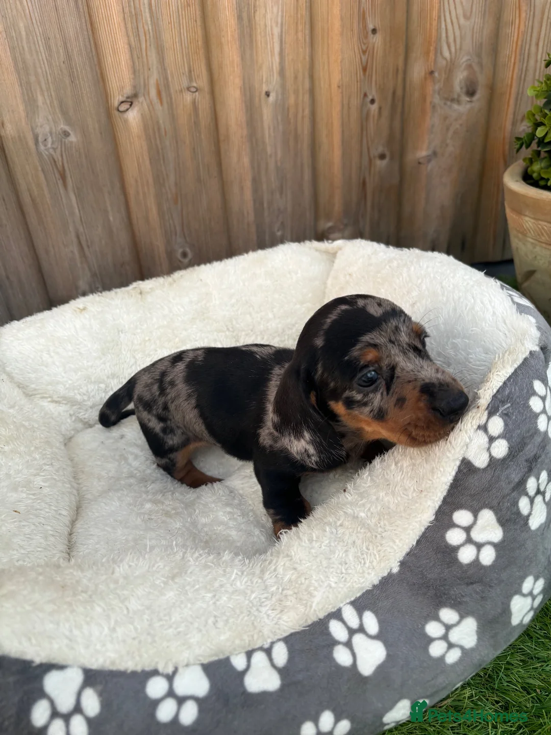 Miniature Dachshund dogs for sale: Two adorable Dapple Miniature Dachshund Puppies in Llangadog - Advert 6