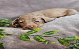 Miniature Dachshund dogs for sale: LAST PUPPY REMAINING Dapple Miniature Dachshunds  - Image 14