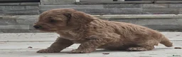 Cockapoo dogs for sale: Outstanding cockapoo puppies - Advert 31