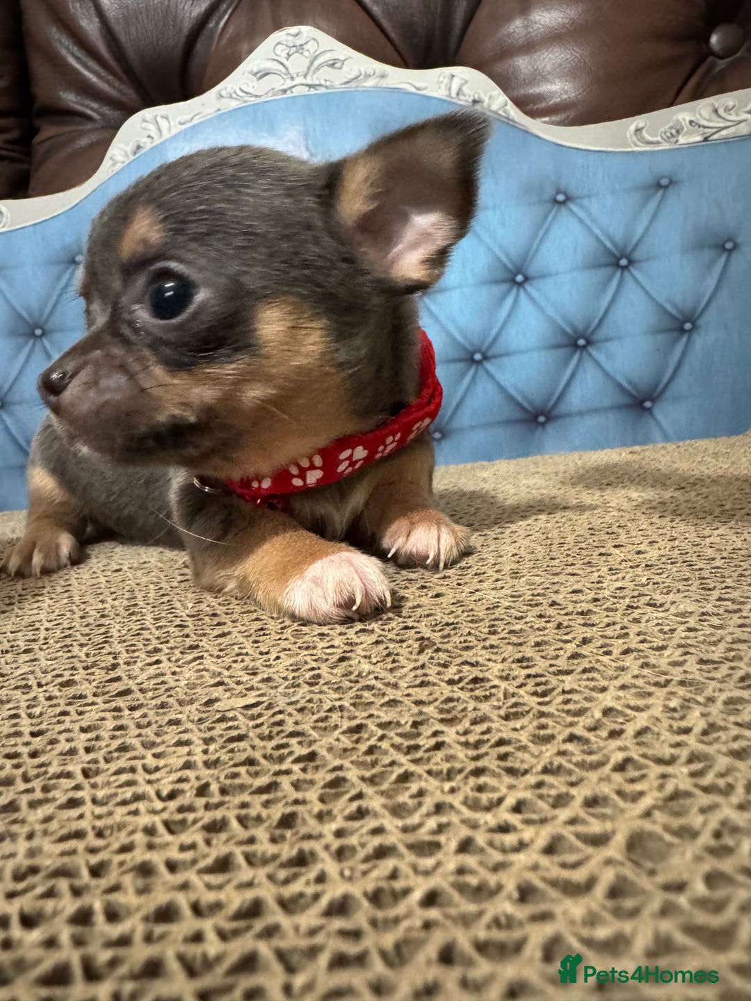 Chihuahua dogs for sale: Lilac tricolour chihuahua puppies - Image 14