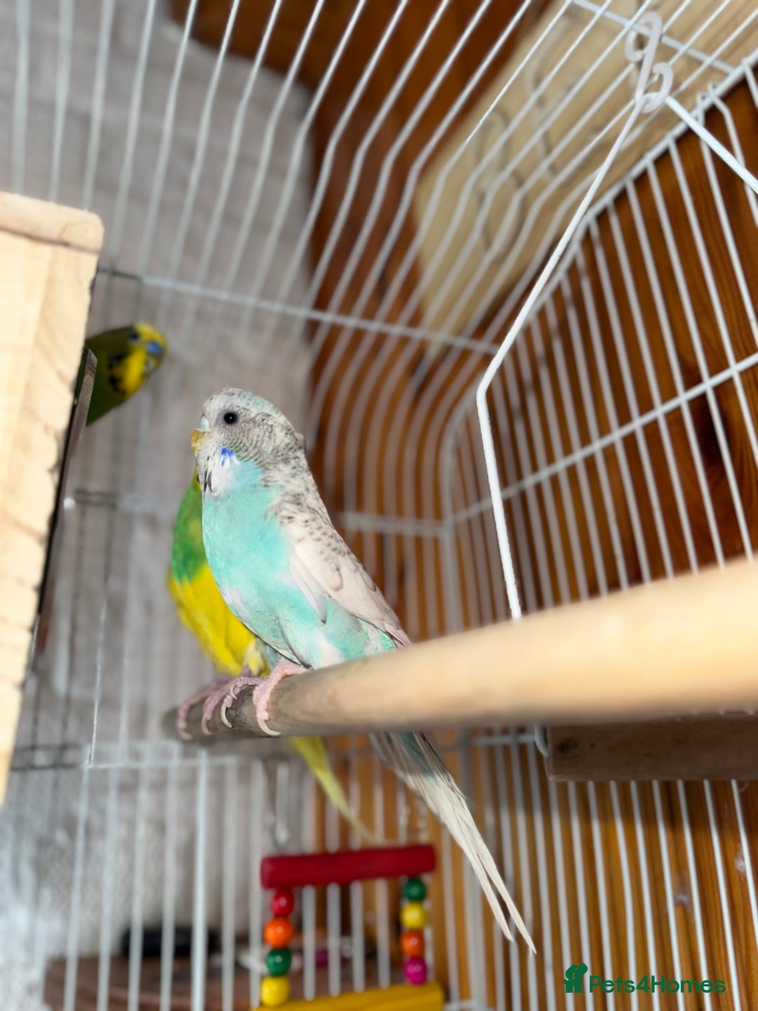 Budgerigars birds for sale: Budgie for sale  - Image 4