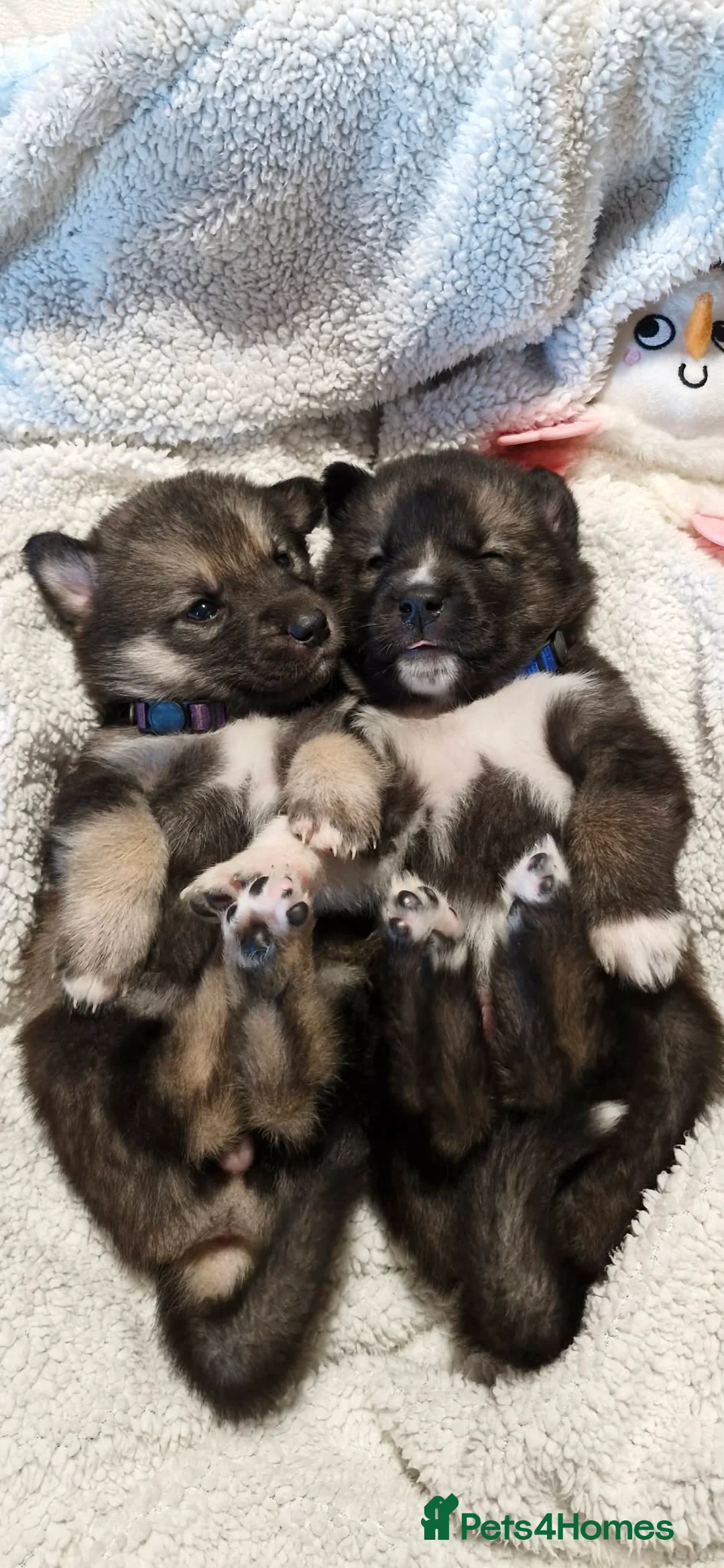 Mixed Breed dogs for sale: German sheperd Malamute  - Advert 26