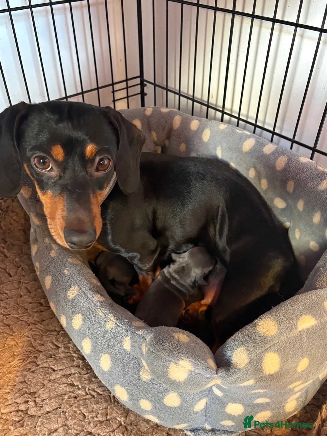 Dachshund dogs for sale: Mini dachshund puppies   - Advert 2