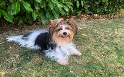 Yorkshire Terrier dogs for sale: One Beautiful Biewer Terrier Boy! - Image 6