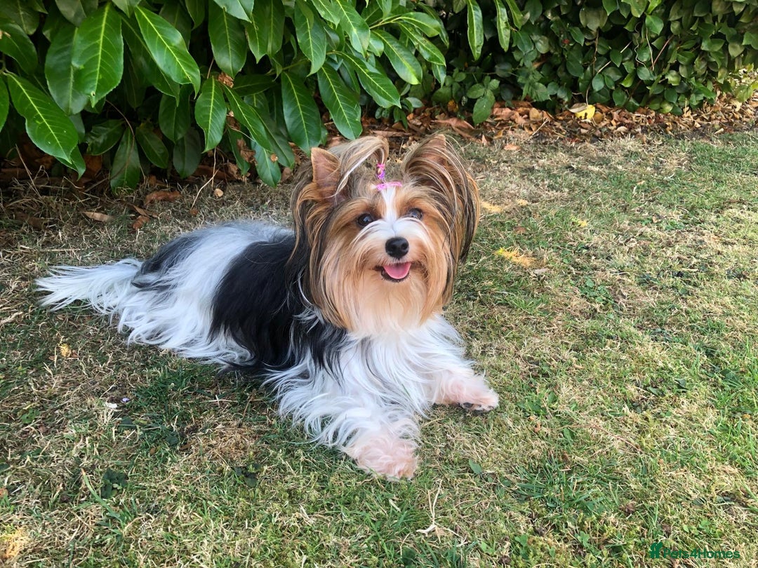 Yorkshire Terrier dogs for sale: One Beautiful Biewer Terrier Boy! - Image 6