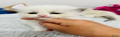 Ragdoll 1