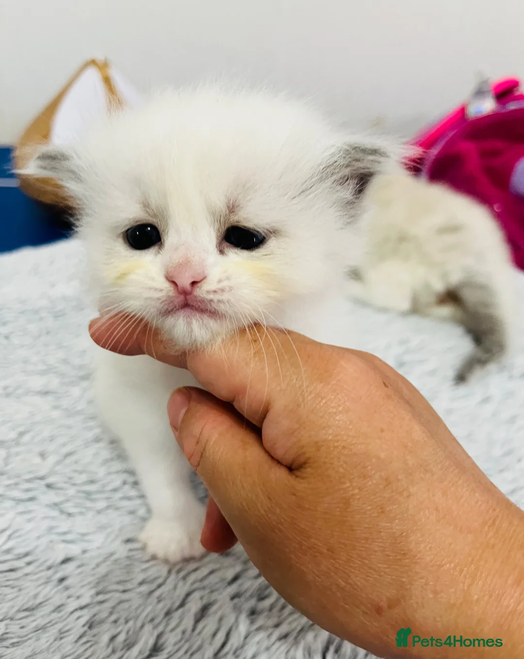 Ragdoll cats for sale: GCCF registered Ragdoll kitten  - Advert 1