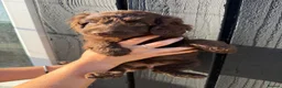 Cockapoo dogs for sale: ✨Ready now ✨ F1B Cockapoo Puppies 4 Left  - Advert 27