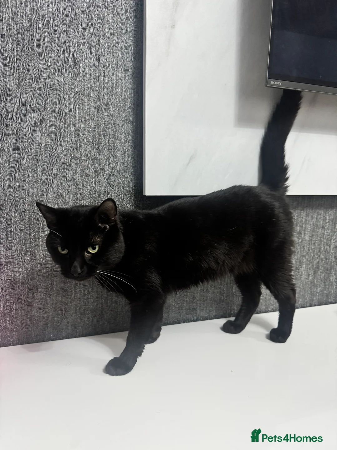 Mixed Breed cats for sale: Sadly re-homing our beloved cat due to allergies. - Advert 6