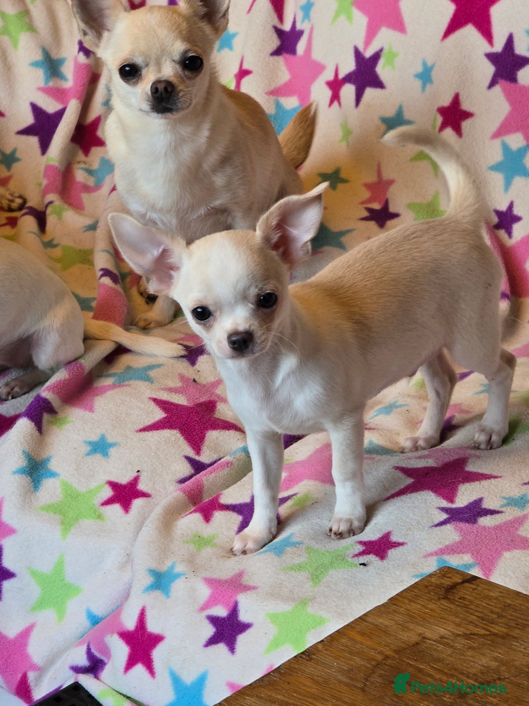 Chihuahua dogs for sale: Smoothcoat Chihuahua boy - Advert 3