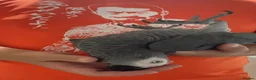 Parrots birds for sale: Coco the Fully tame African grey  - Advert 4
