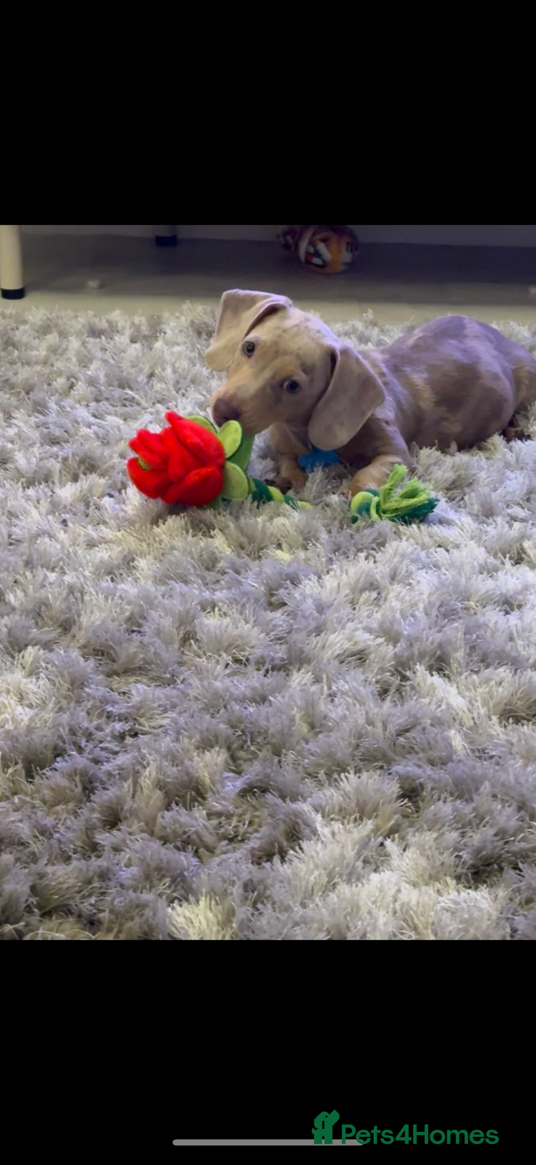 Miniature Dachshund dogs for sale: KC Miniature dachshund  - Image 7