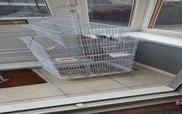 Budgerigars birds for sale: 2 Budgies - Advert 2