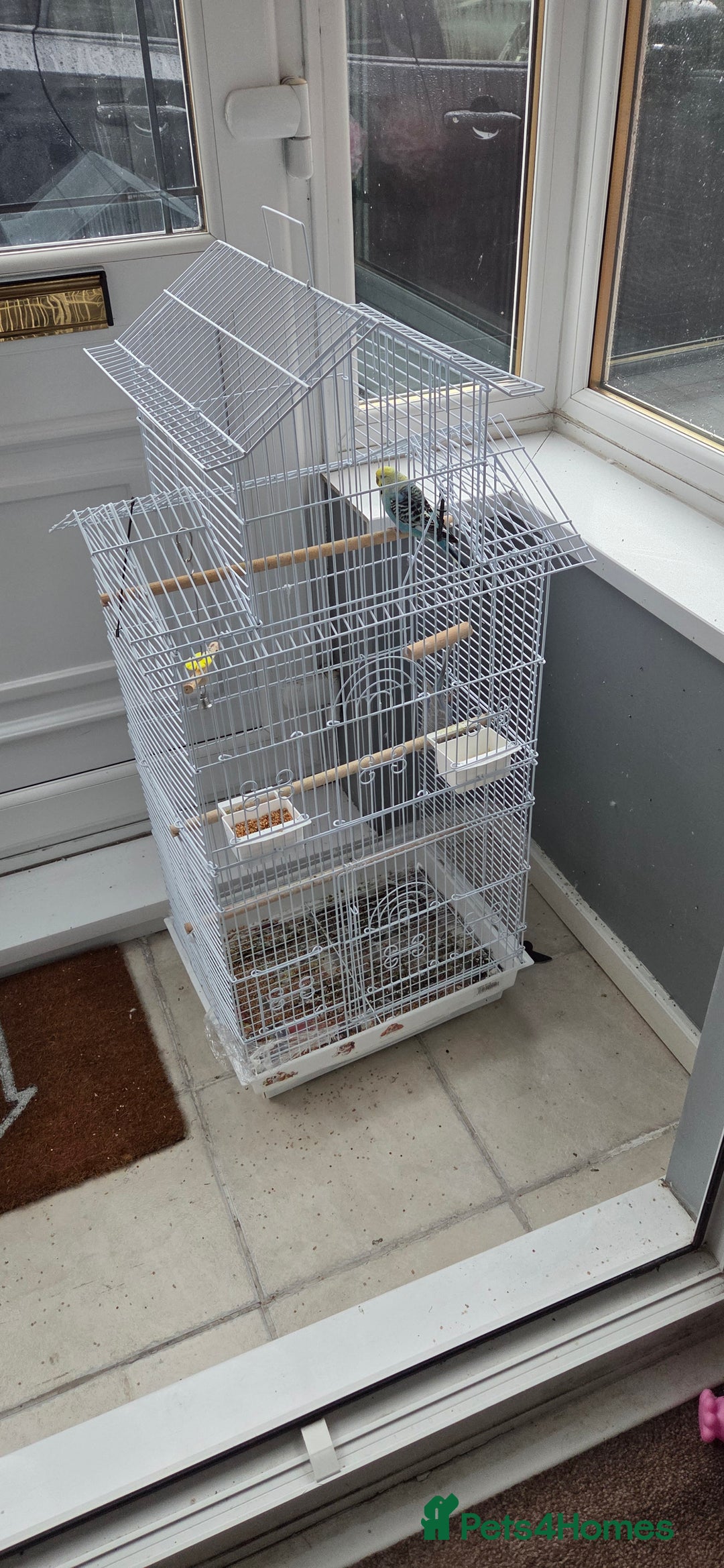 Budgerigars birds for sale: 2 Budgies - Advert 2