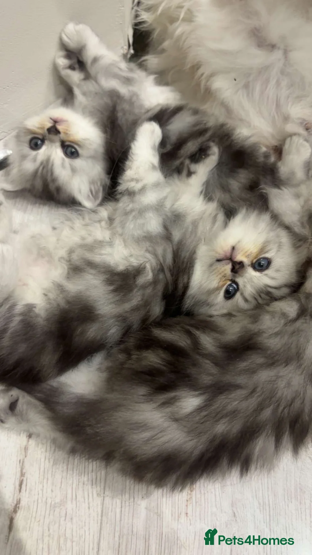 Persian cats for sale: Full pedigree silver shaded Persian kittens  - Advert 1