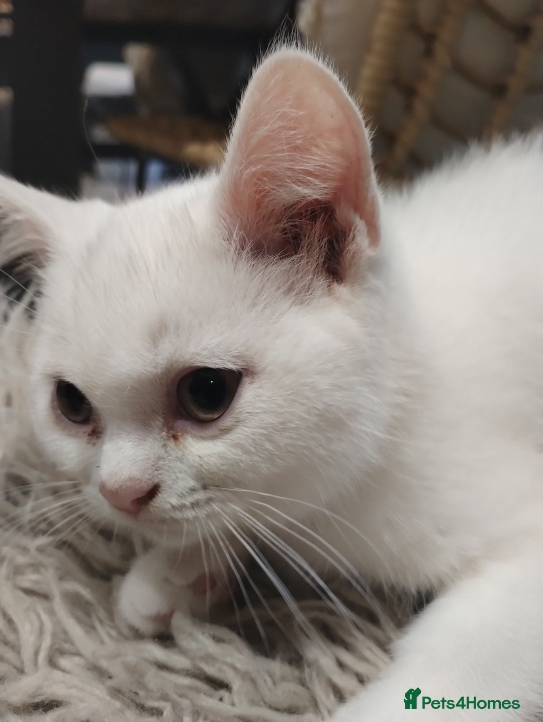 British Shorthair cats for sale: 4x British Shorthair vaccinated, microchipped. - Image 4