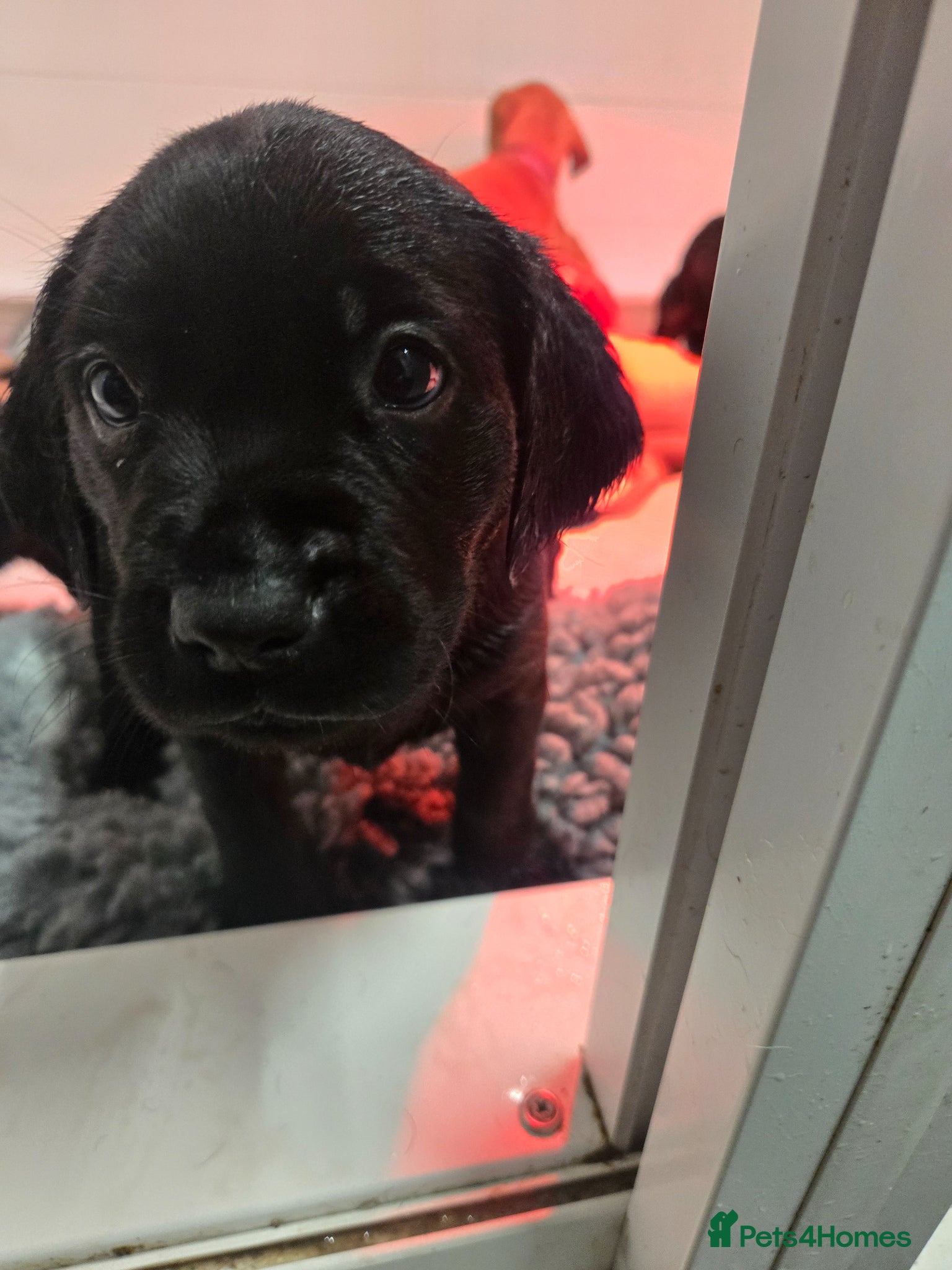 Labrador Retriever dogs for sale: Exceptionally well bred KC reg Working Labradors - Advert 25