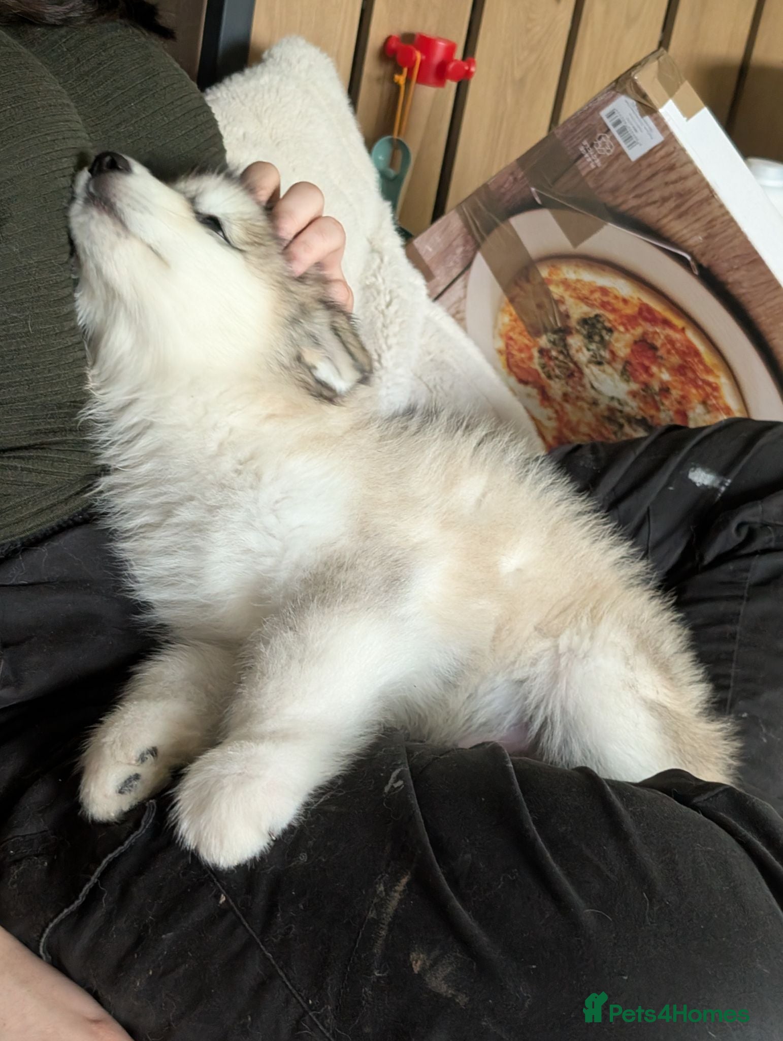 Alaskan Malamute dogs Kc Reg Alaskan Malamute puppies  - Advert 1