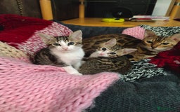 Mixed Breed cats for sale: 3 mix Bengal kittens - Image 5